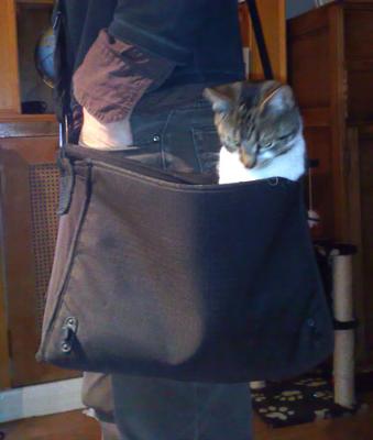 Shelley the Bag cat