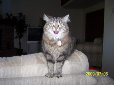 kitten meowing at night