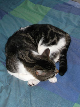 Really Really Funny Videos Of Cats Really Really Funny Videos Of Cats