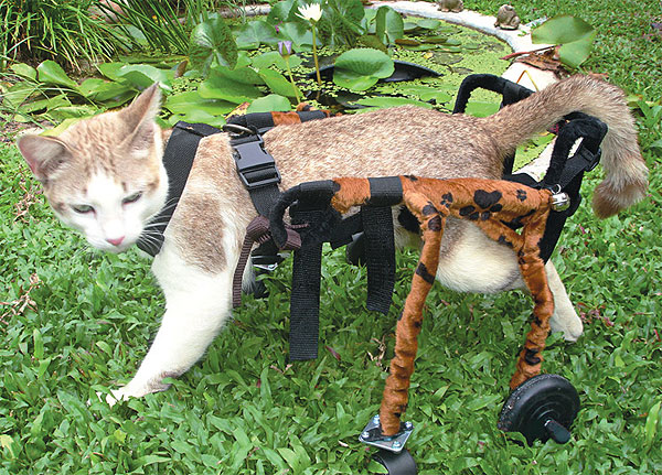 Find out how to take care of disabled cats and help give them a happy,healthy life.