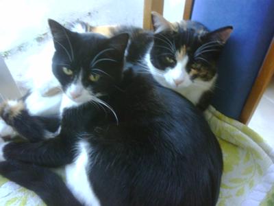 My 2 furbabys Eddie (B & W) and Missy (Torti - deceased)