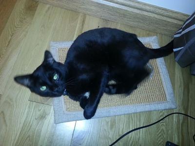 Dave today on his scratch mat after 3 weeks, lovely shiny coat.