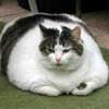 fat cat