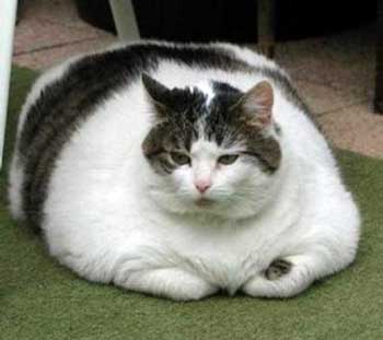  Fat  Cat  Provide Good Cat  Care With The Right Amount Of 