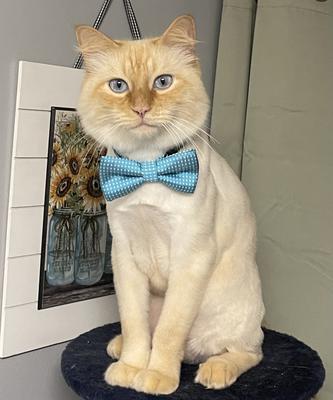 Finlay the cat with bow tie