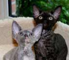 flash and dance devon rex cats