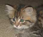 cat photo Alex