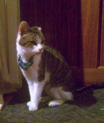 Little Mo our cat wearing a necklace