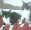 drifter and roxy my cats