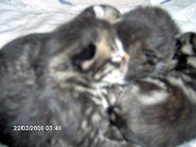 the kittens when i few days old