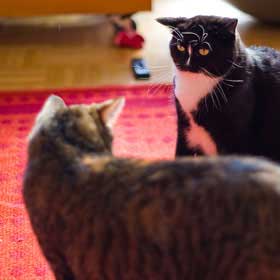 Find out how introducing cats to each other for the first time can be done without the fur flying.