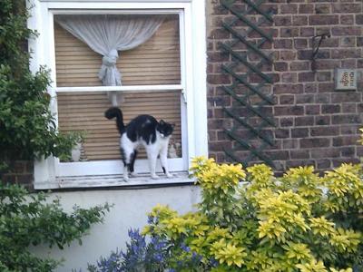 Byron On the Window