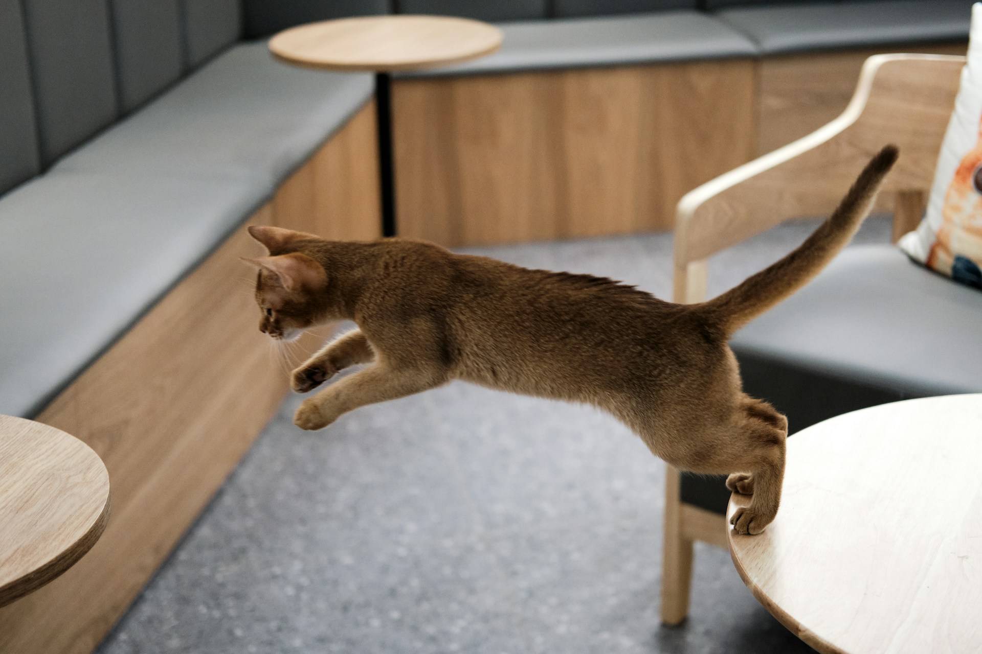 cat jumping