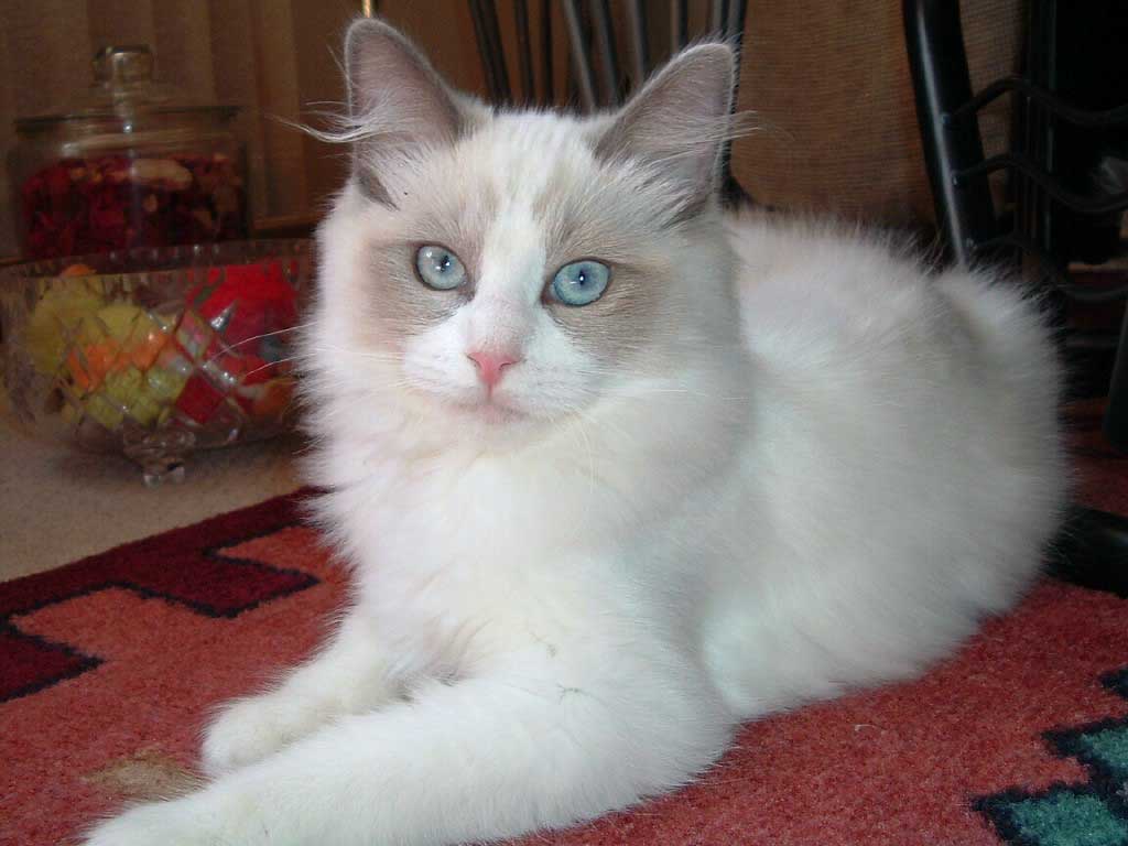 The Ragdoll Cat Breed