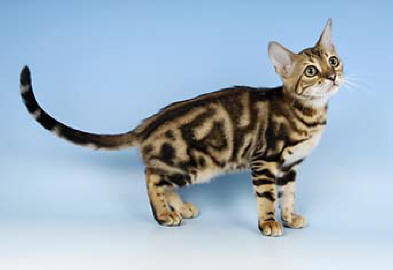 The Beautiful Bengal Cat