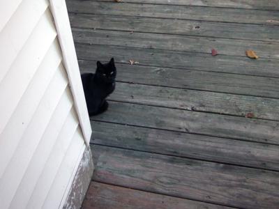Auntie Black Cat R.I.P.