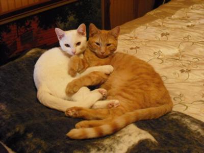 The female cat  is white, the male cat is orange.