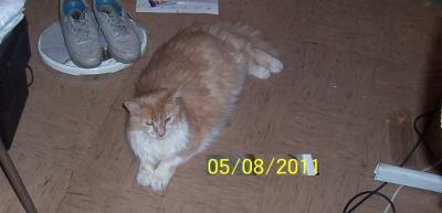 my cat picture taken in Feb. 2011