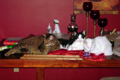 from left to right: Pancho, Shamrock, and Nikko the cat in question :)