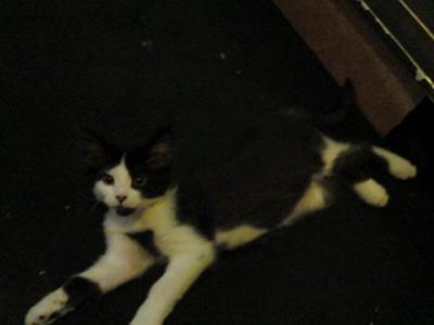 OREO