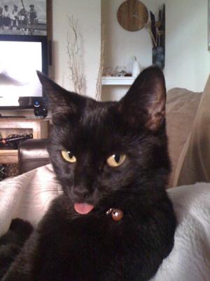 My cat is suddenly hissing at me and her sister My cat is suddenly hissing at me and her sister