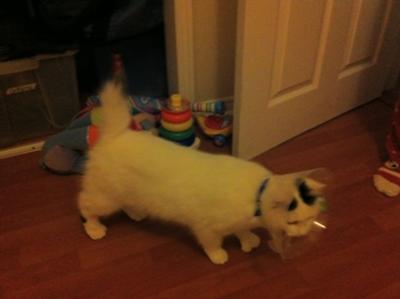 My cat lost part of her tail.