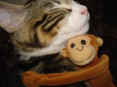 poop stepping kitten keeps cat loveable