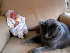 36 Best Photos Do Cats Get Jealous Of Babies / Do Cats Get Jealous? (and What To Do About It When They Do ...