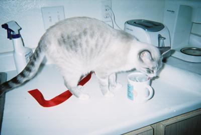 Zooey about a year ago drinking from her favorite cup 