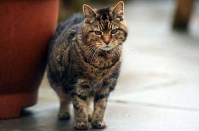 Cat Dementia - Signs And Symptoms
