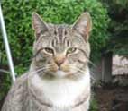 cat photo of ollie