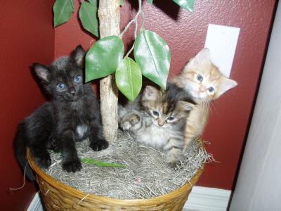 Our foster kittens
