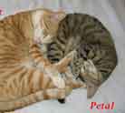 piglet and petal our cvats