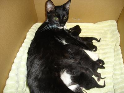 Mom with kittens around 1.5 weeks