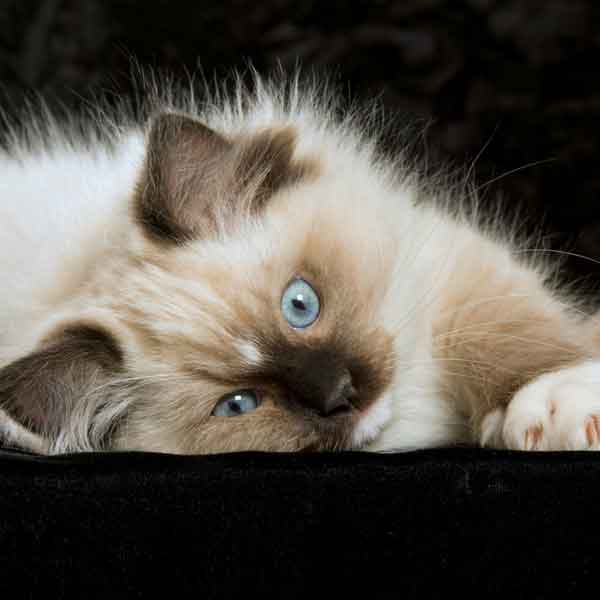 The Ragdoll Cat Breed