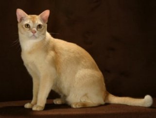 The Burmese Cat