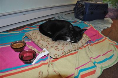 Rose our cat on Her Pillow