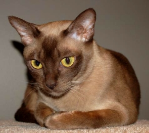 The Burmese Cat Breed
