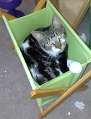 Cat In The Bin