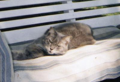 Smokey our cat relaxing in the swing