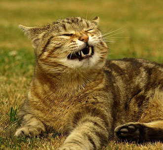 Cat Sneezing Causes And Treatments