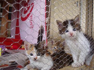 3 jailbirds in the kitten coop