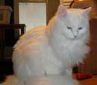 Polar Bear the cat