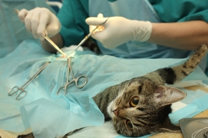 Discover what is involved in the surgery to have your cat neutered or spayed. Neutering cats is one of the best thing you can do for your pet.