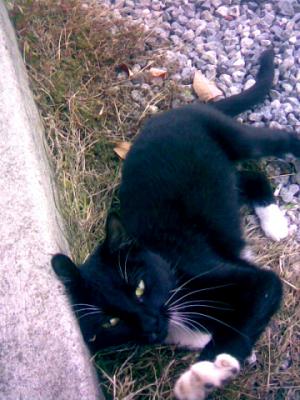 Boo wanting loved at the porch