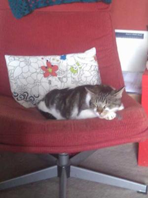 Shelley the cat on Byrons Chair