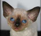 Spud the Devon rex Cat