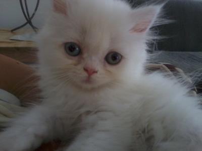 one month old persian kitten