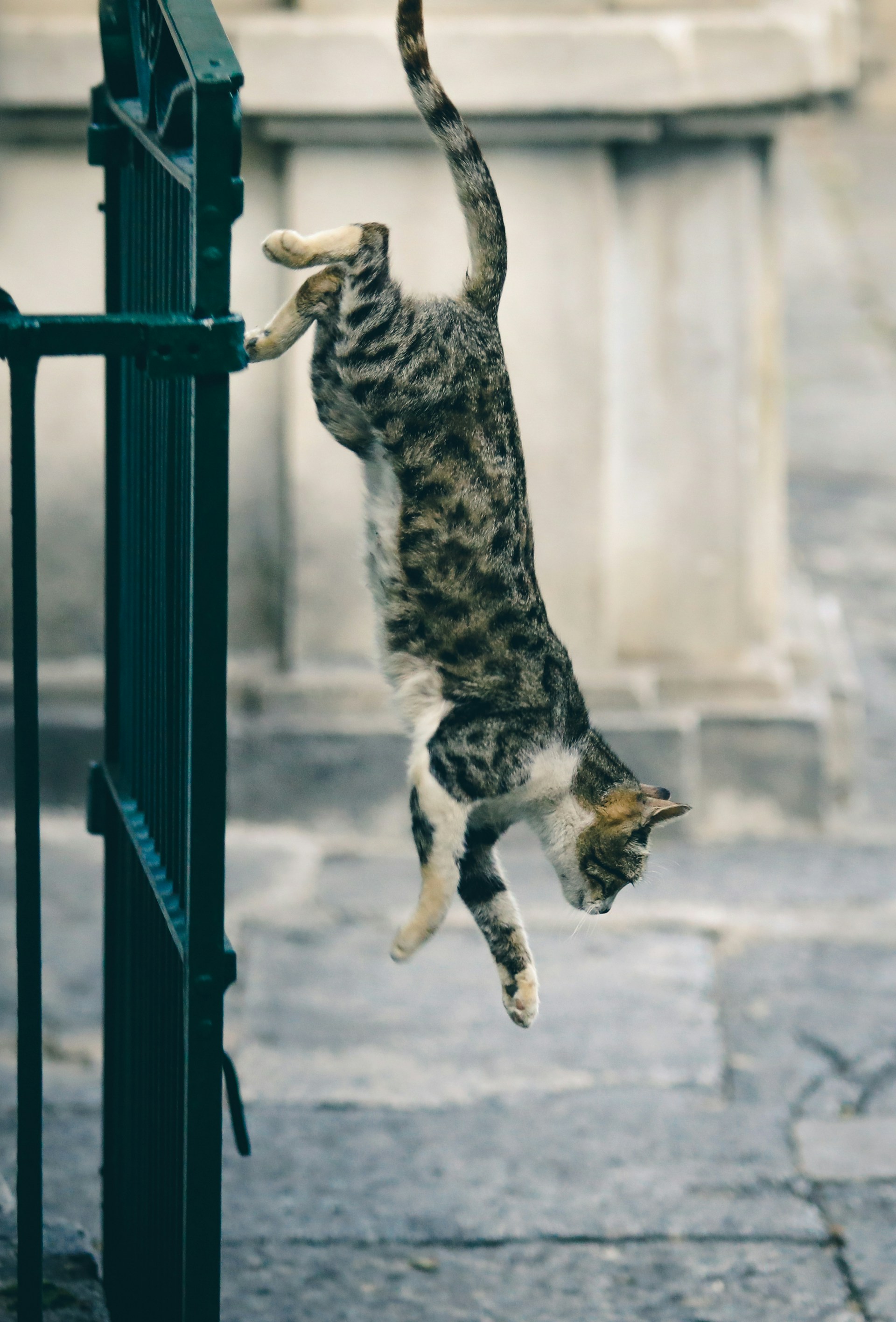 jumping cat