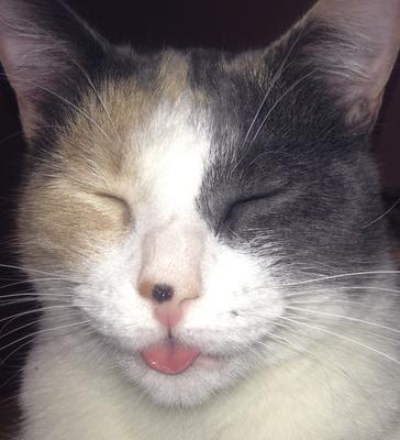 Star sticks her tongue out , to the other kitty because she is winning .